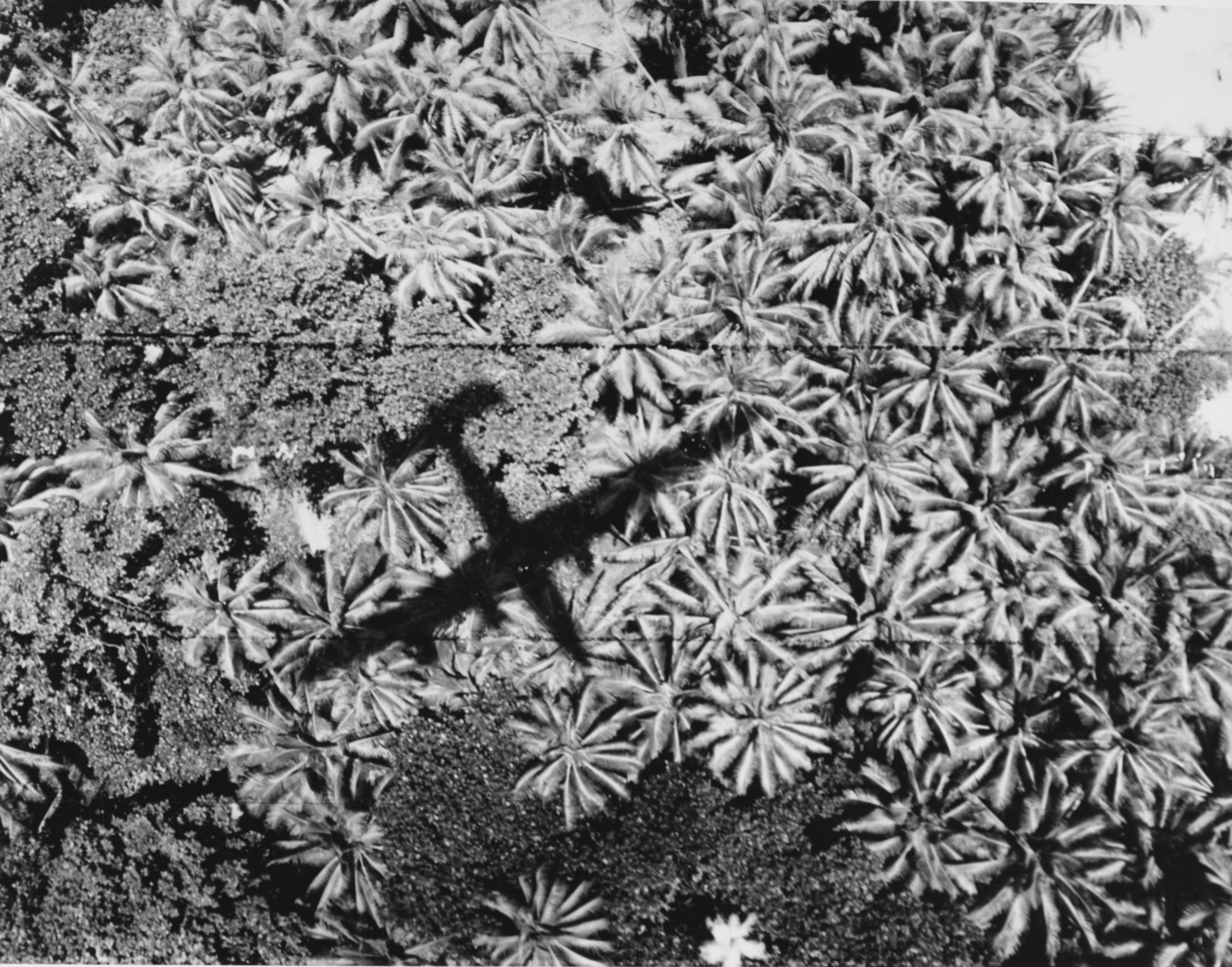 Silhouette of a PB4Y-1 Patrol Bomber